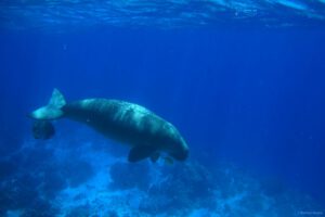 Dugong, Tauchen im Selayar Dive Resort, Sulawesi, Indonesien