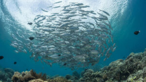 Großaugen-Stachelmakrele, Tauchen im Selayar Dive Resort, Sulawesi, Indonesien