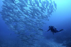 Tauchen mit der Nai'a, Tauchsafari, Fiji