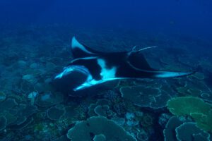 Tauchen mit der Nai'a, Tauchsafari, Fiji
