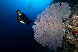 Murex Manado - Tauchen, Indonesien, Sulawesi