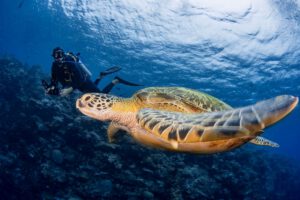 Murex Manado - Tauchen, Indonesien, Sulawesi