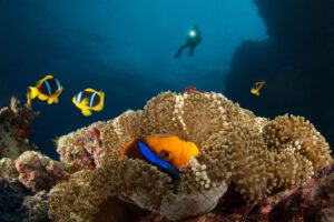 Tauchen mit der Nai'a, Tauchsafari, Fiji