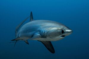 Fuchshai beim Tauchen mit den Sipaway Divers im Whispering Palms, Negros, Philippinen