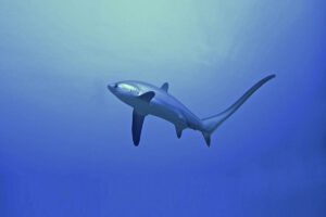 Fuchshai beim Tauchen mit den Sipaway Divers im Whispering Palms, Negros, Philippinen