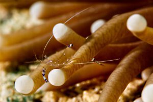Tauchen mit den Sipaway Divers im Whispering Palms, Negros, Philippinen