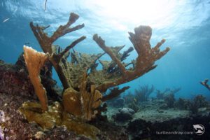 Tauchen rund um Curacao, ABC Inseln