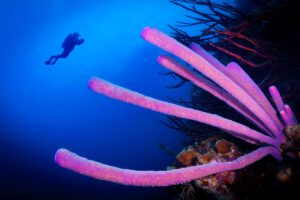 Tauchen rund um Bonaire, ABC Inseln