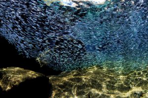 Tauchen rund um Bonaire, ABC Inseln