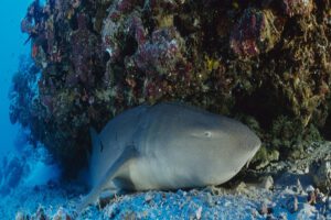 Tauchen rund um Bonaire, ABC Inseln