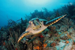 Tauchen rund um Curacao, ABC Inseln