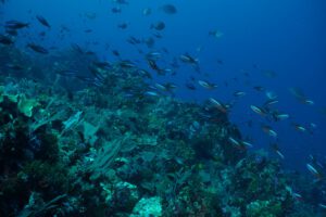 Tauchen im Alor Tanapi, Indonesien