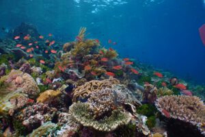 Tauchen im Alor Tanapi, Indonesien