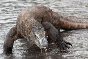 Komodo Waran