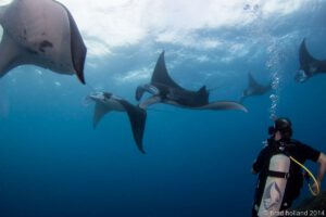 Tauchen rund um Yap, Mikronesien