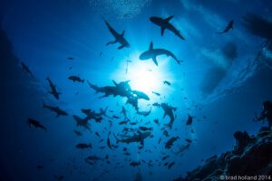 Tauchen rund um Yap, Mikronesien