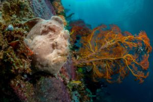 Sulawesi, Indonesien