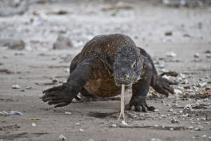 Ausflüge mit der Wellenreng, Tauchsafari Indonesien