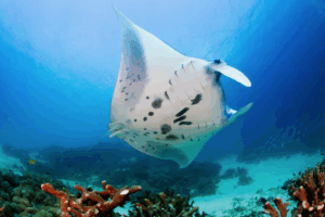 Tauchen auf der Wellenreng, Tauchsafari Indonesien