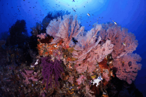 Tauchen auf der Wellenreng, Tauchsafari Indonesien