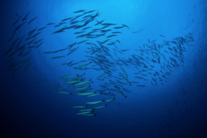 Tauchen auf der Wellenreng, Tauchsafari Indonesien