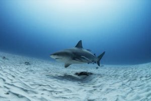 Bullenhai, Pro Dive Mexiko