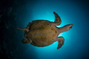 Tauchen im Bastianos Bunaken Dive Resort , Indonesien, Sulawesi