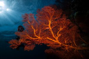 Tauchen im Bastianos Bunaken Dive Resort , Indonesien, Sulawesi