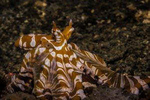 Tauchen im Bastianos Froggies Lembeh Resort, Indonesien, Sulawesi