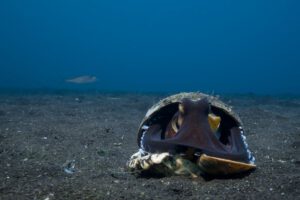 Tauchen im Bastianos Froggies Lembeh Resort, Indonesien, Sulawesi