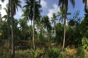 Ausflüge mit dem Metita Beach & Dive Resort, Halmahera, Indonesien