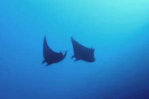 Tauchen im Metita Beach & Dive Resort, Halmahera, Indonesien