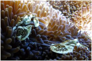 Tauchen im Metita Beach & Dive Resort, Halmahera, Indonesien