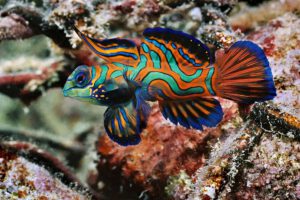 Mandarinfisch beim Tauchen mit der Ocean Hunter III, Mikronesien, Palau