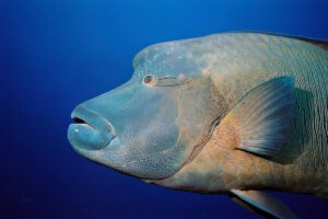 Napoleon beim Tauchen mit der Ocean Hunter III, Mikronesien, Palau
