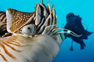 Nautilus beim Tauchen mit der Ocean Hunter III, Mikronesien, Palau
