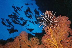 Unterwasser mit der Ocean Hunter III, Mikronesien, Palau