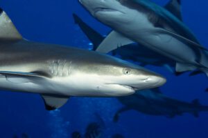 Haie beim Tauchen mit der Ocean Hunter III, Mikronesien, Palau