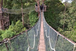 Die Canopy Bridge, Samboja Lodge, Kalimantan, Indonesien