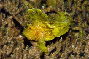 Tauchen mit den Extra Divers, Nabucco Island Resort, Kalimantan, Indonesien
