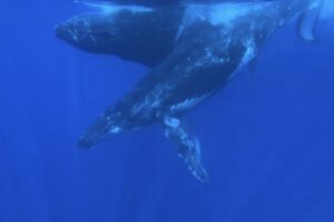 Schnorcheln mit den Buckelwalen vor Tahiti, Französich Polynesien