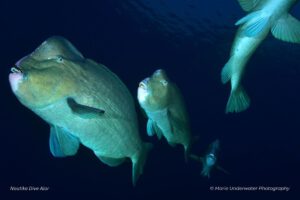 Humphead parrotfish beim Tauchen mit dem Nautika Dive Alor, Alor, Indonesien