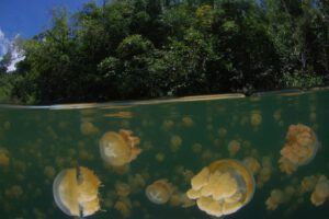 Jelly Fish Lake, Nabucco Island Resort, Kalimantan, Indonesien