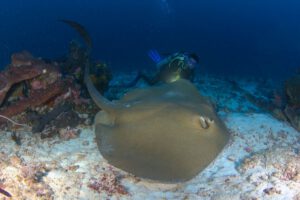 Unterwasser mit dem Nunukan Island Resort, Kalimantan Indonesien