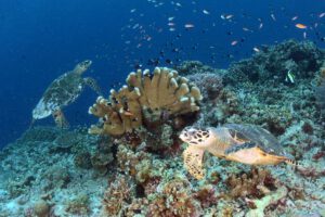 Unterwasser mit dem Nunukan Island Resort, Kalimantan Indonesien