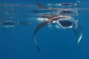 Unterwasser mit dem Nunukan Island Resort, Kalimantan Indonesien
