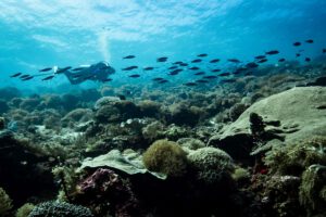 Die Riffe Alors beim Tauchen mit dem Moko Alor Dive Resort, Alor, Indonesien