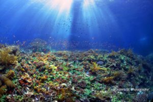 Die Riffe Alors beim Tauchen mit dem Moko Alor Dive Resort, Alor, Indonesien