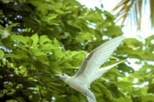 Vögel auf Fakarava, Motu Aito Paradise, Fkarava, Franzoesisch Polynesien