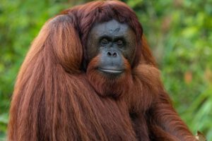 Die Orang Utans nahe der Samboja Lodge, Kalimantan, Indonesien